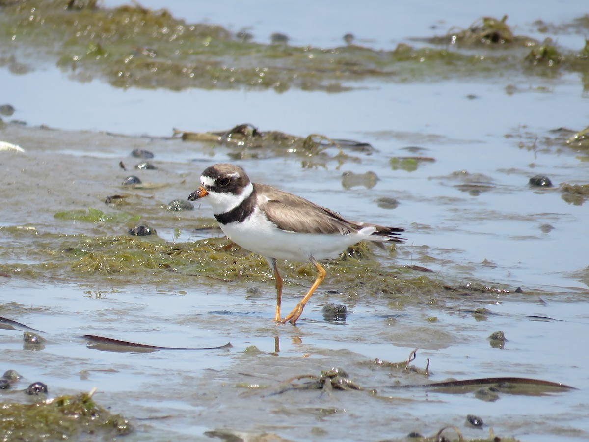 Semipalmated Plover - ML172622451