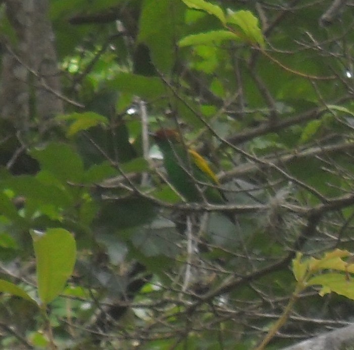 Bay-headed Tanager - ML172623781
