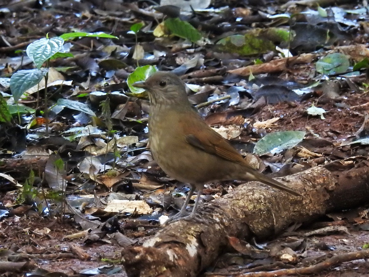 Pale-breasted Thrush - ML172623971