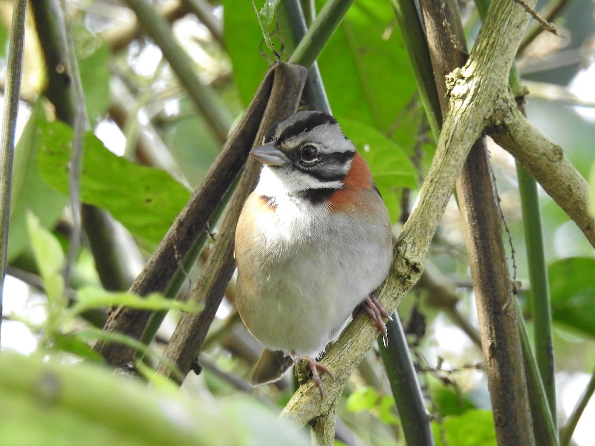 Rufous-collared Sparrow - ML172624391