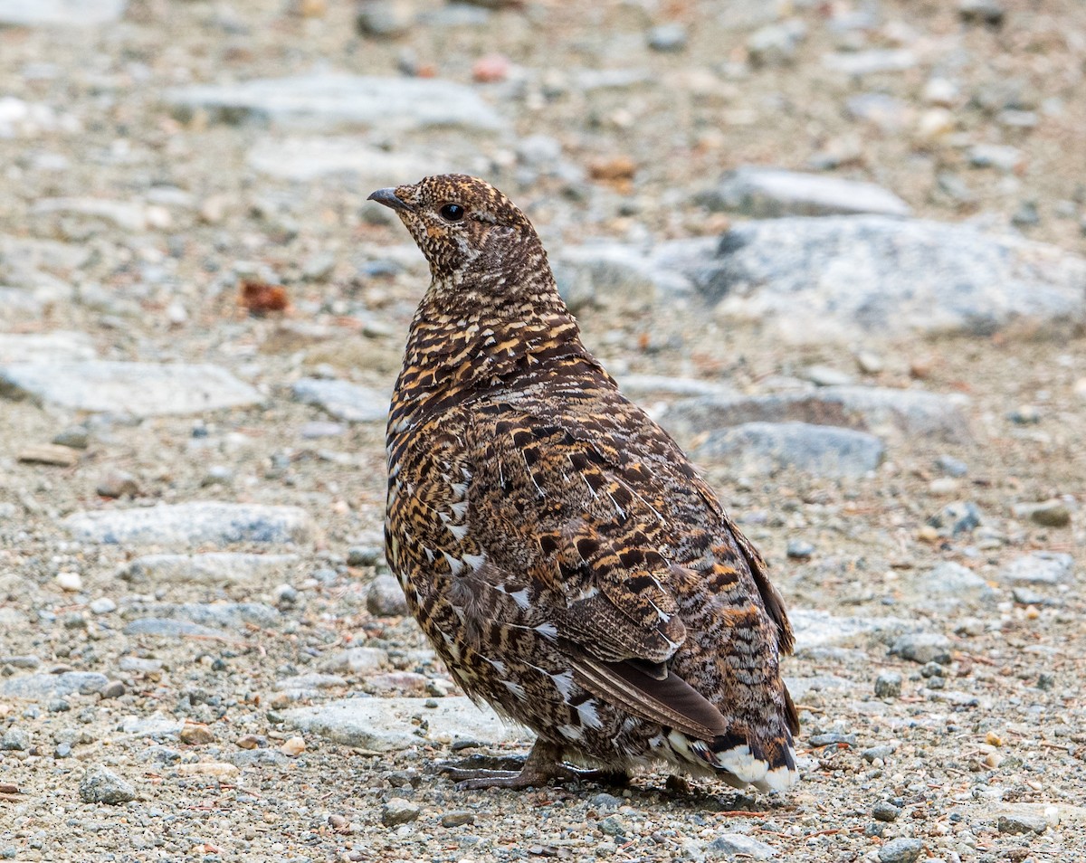 Spruce Grouse - Fred Forssell