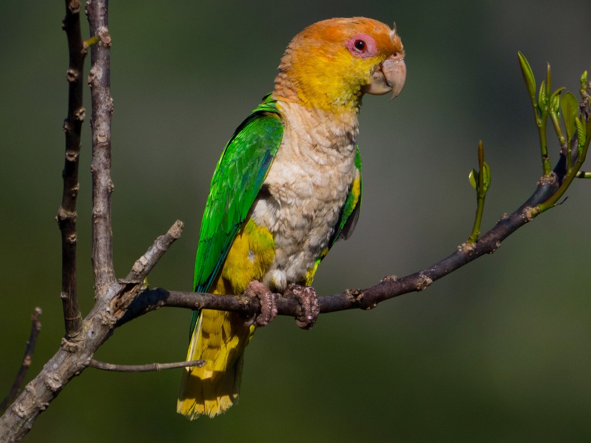 White deals bellied caique