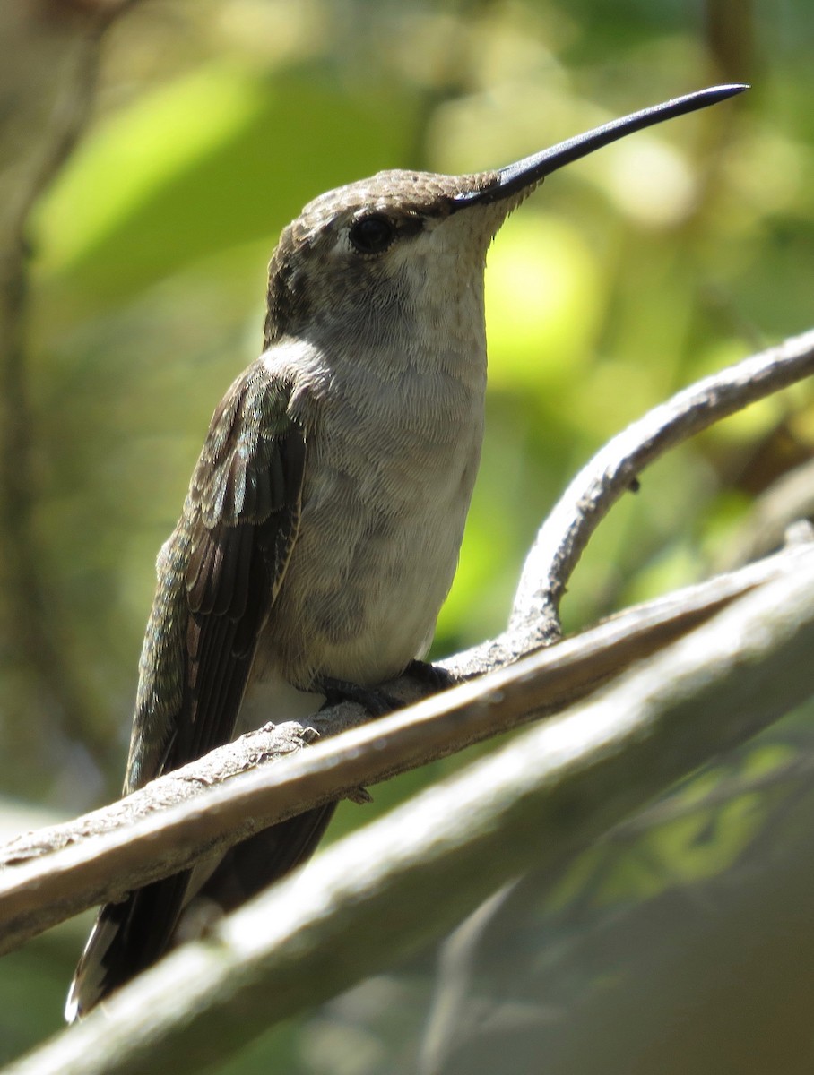 Black-chinned Hummingbird - ML172634161