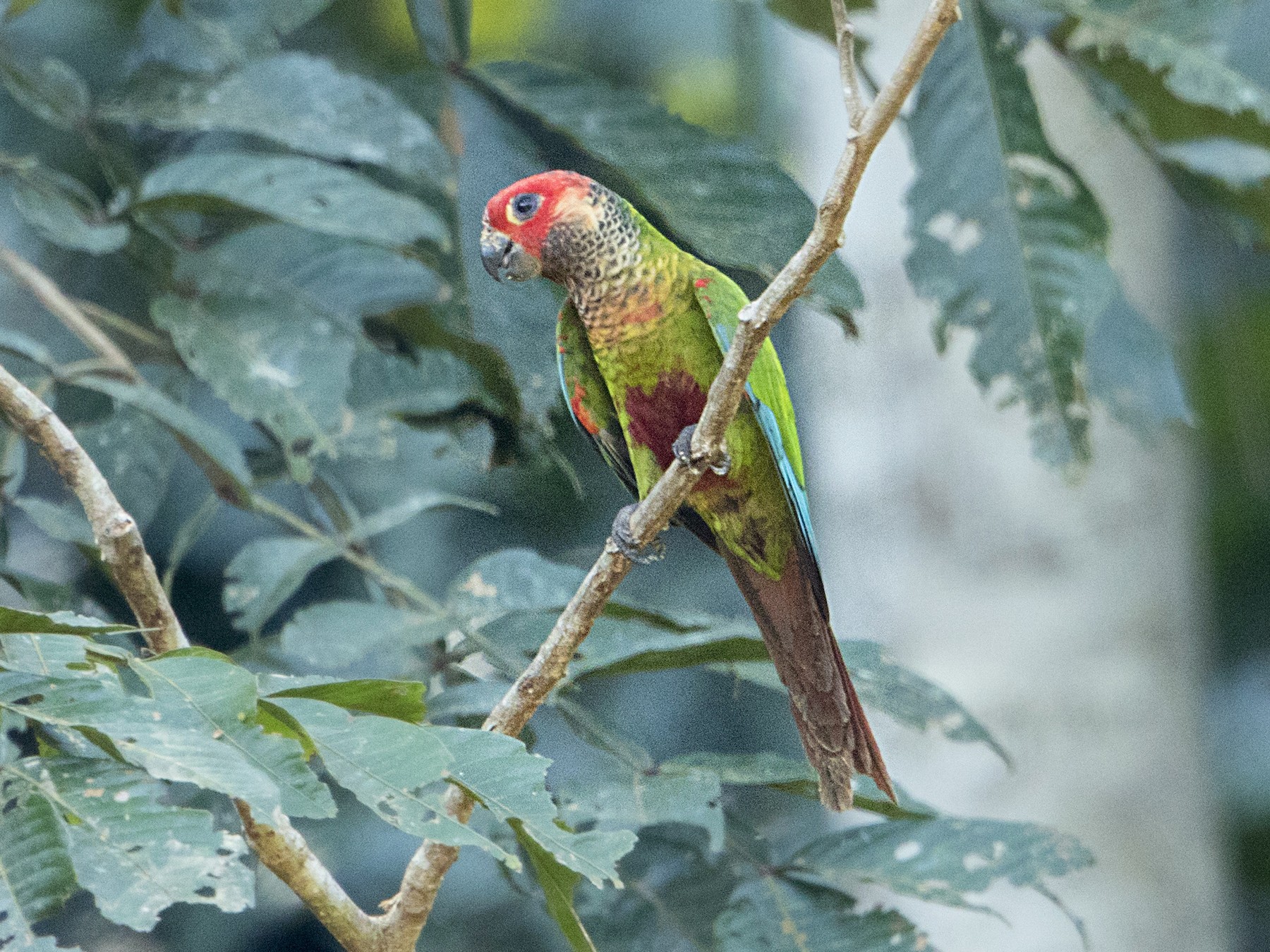 Rose-fronted Parakeet - Bradley Hacker 🦜