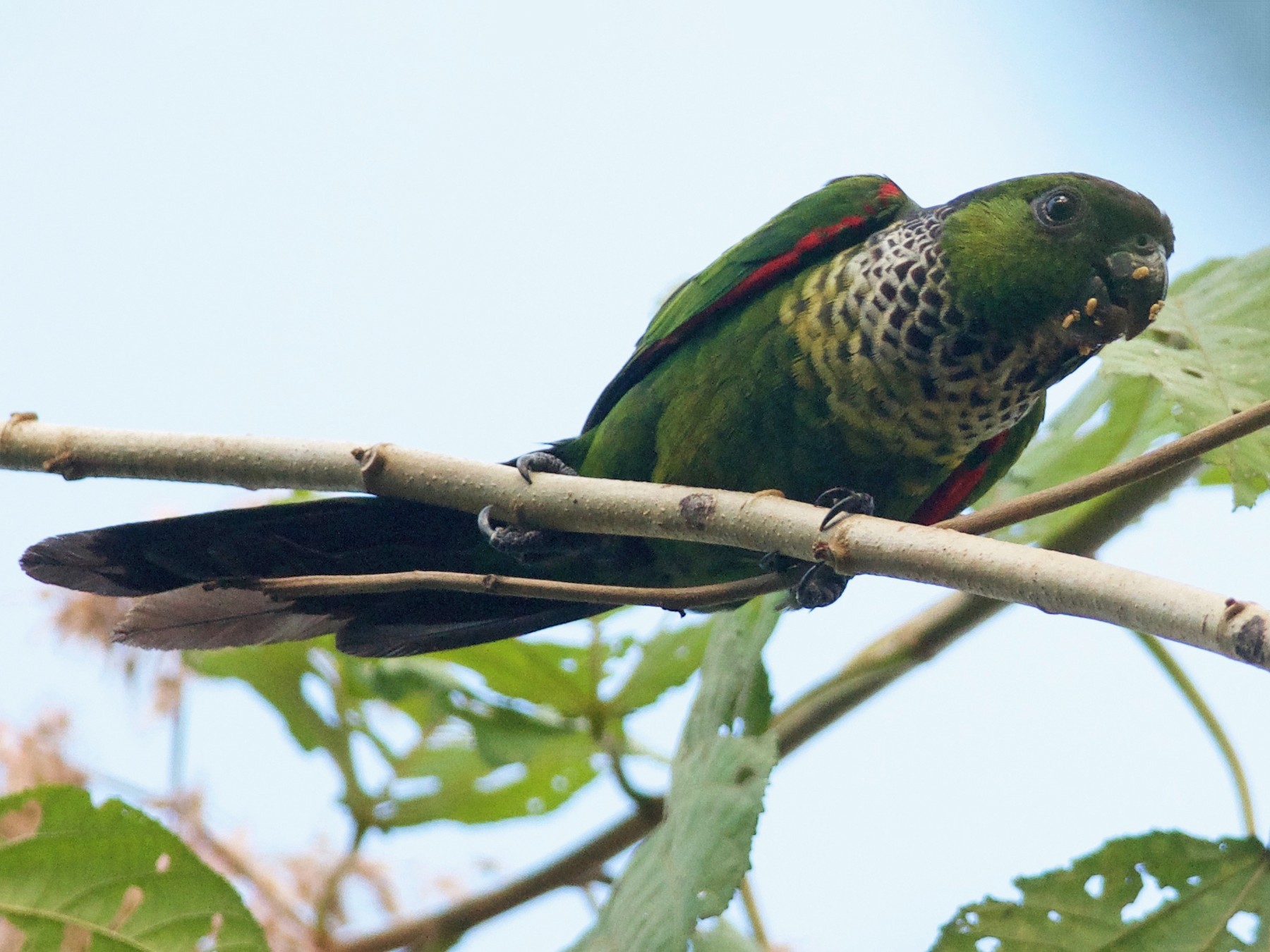 black parakeets