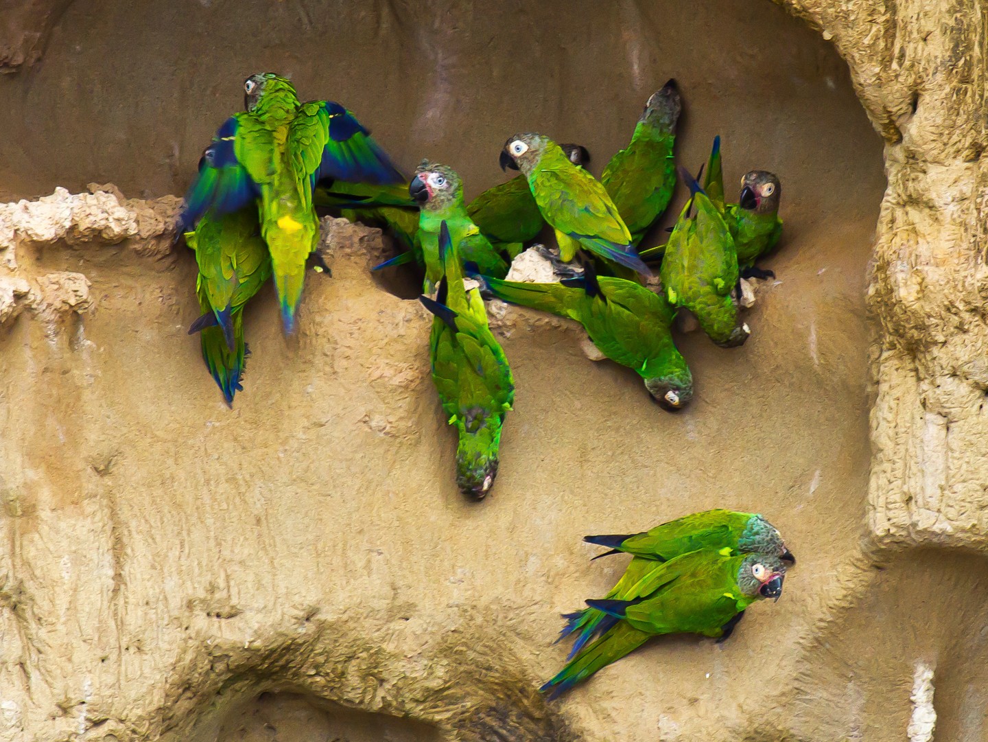 Dusky-headed Parakeet - graichen & recer