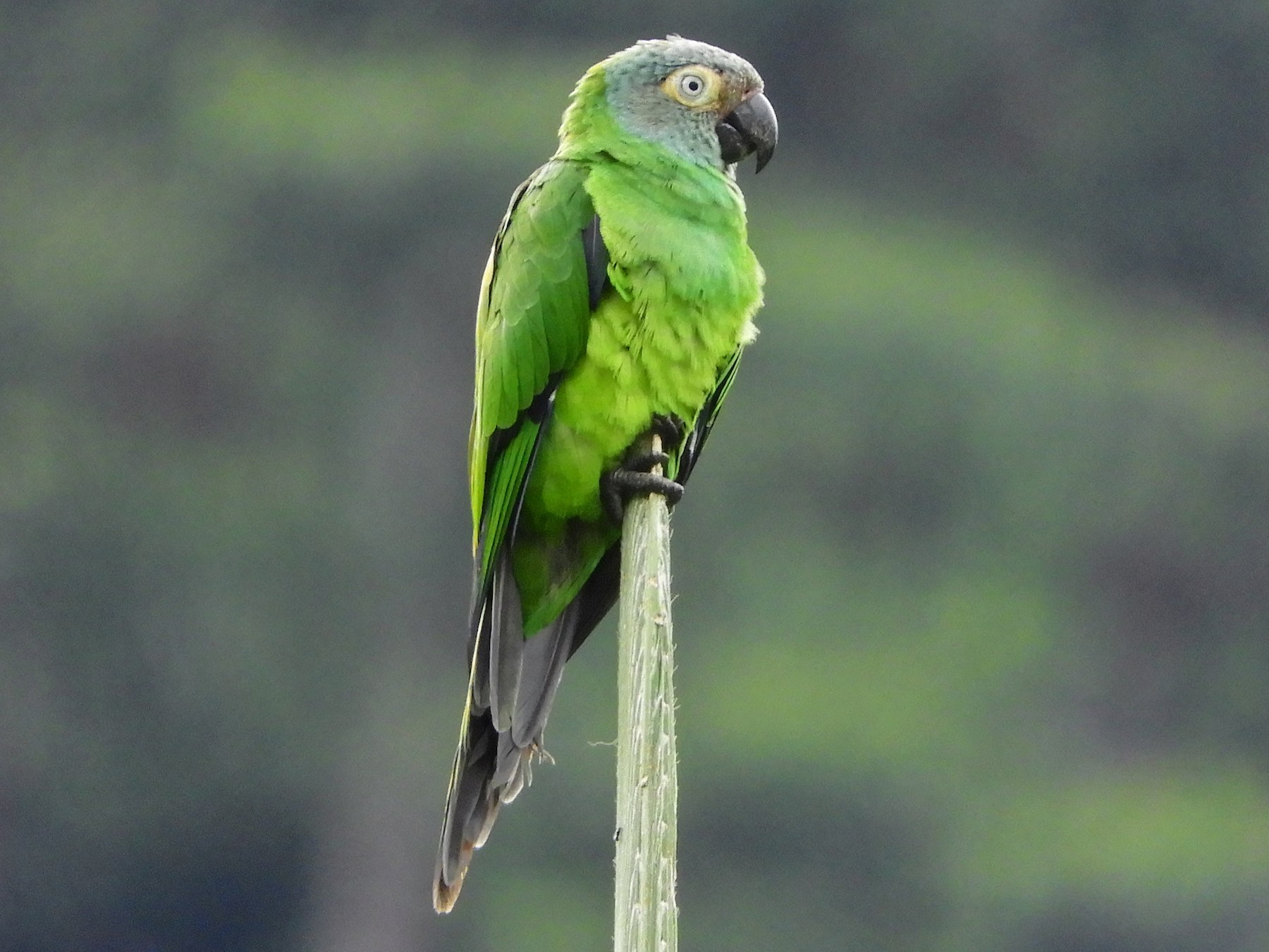 Dusky-headed Parakeet - Jorge Muñoz García   CAQUETA BIRDING
