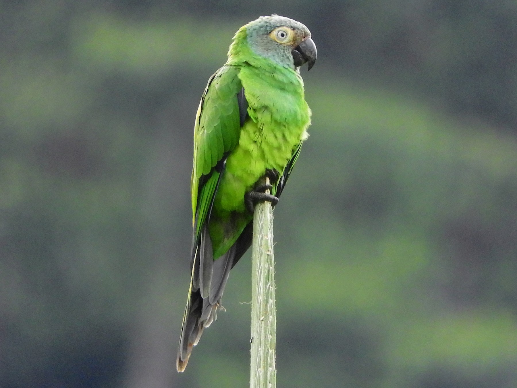 dusky headed conure baby