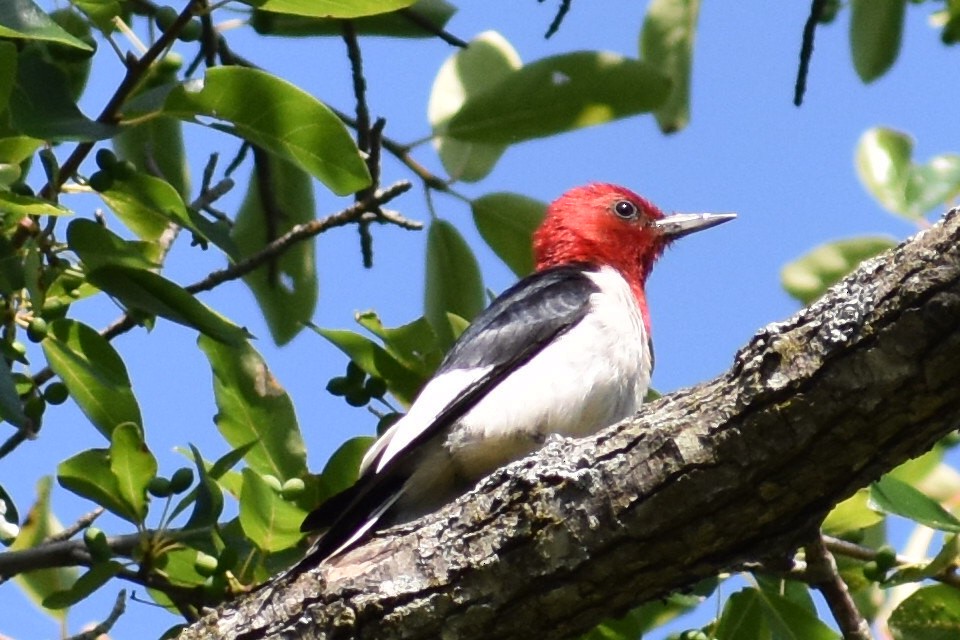 Red-headed Woodpecker - Terry Bohling