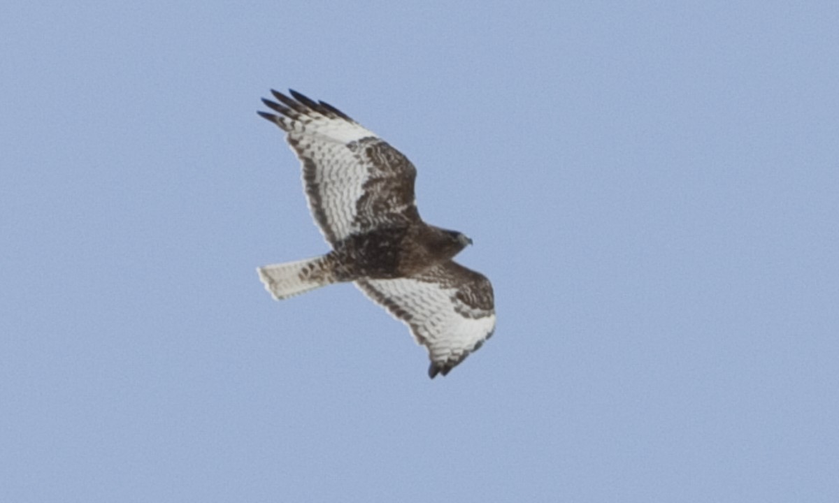 Red-tailed Hawk (calurus/abieticola) - ML172642621