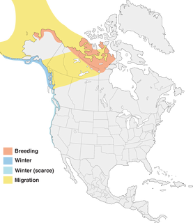 Figure 1. Distribution of the Yellow-billed Loon in North America. - Range Map
