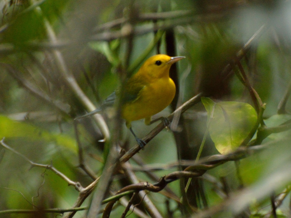 Prothonotary Warbler - ML172644251