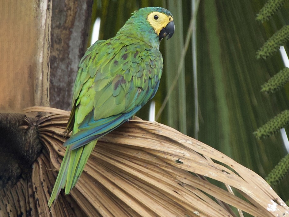 Red-bellied Macaw - Luiz Matos