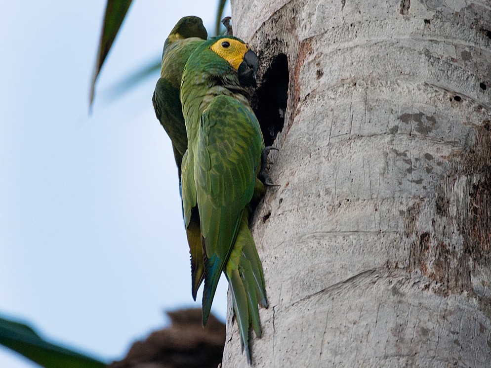 Red-bellied Macaw - LUCIANO BERNARDES
