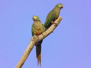  - Red-bellied Macaw