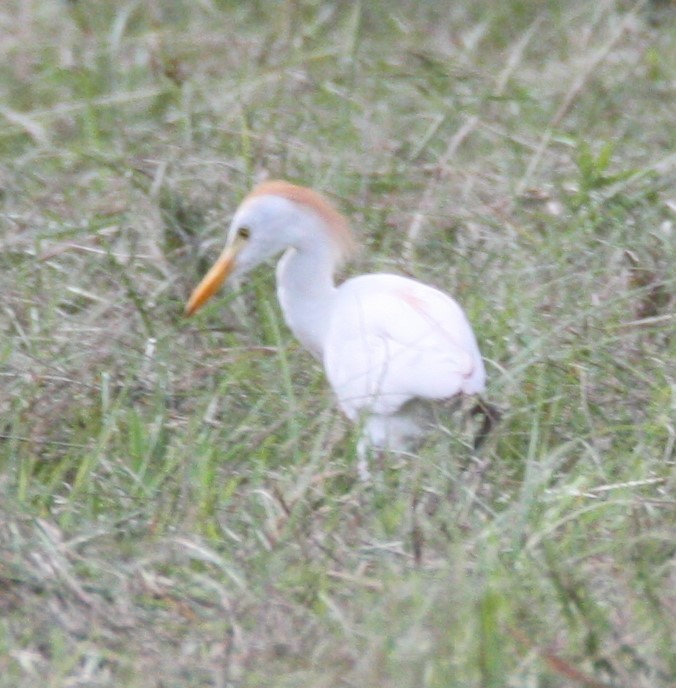 Western Cattle Egret - Cathy Cox