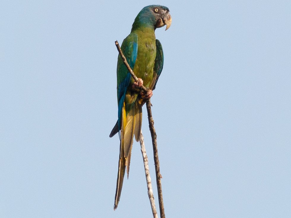 Blue-headed Macaw - Silvia Faustino Linhares