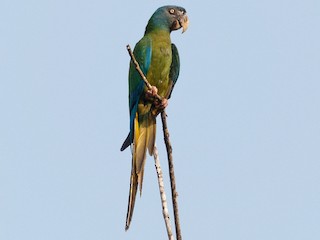  - Blue-headed Macaw