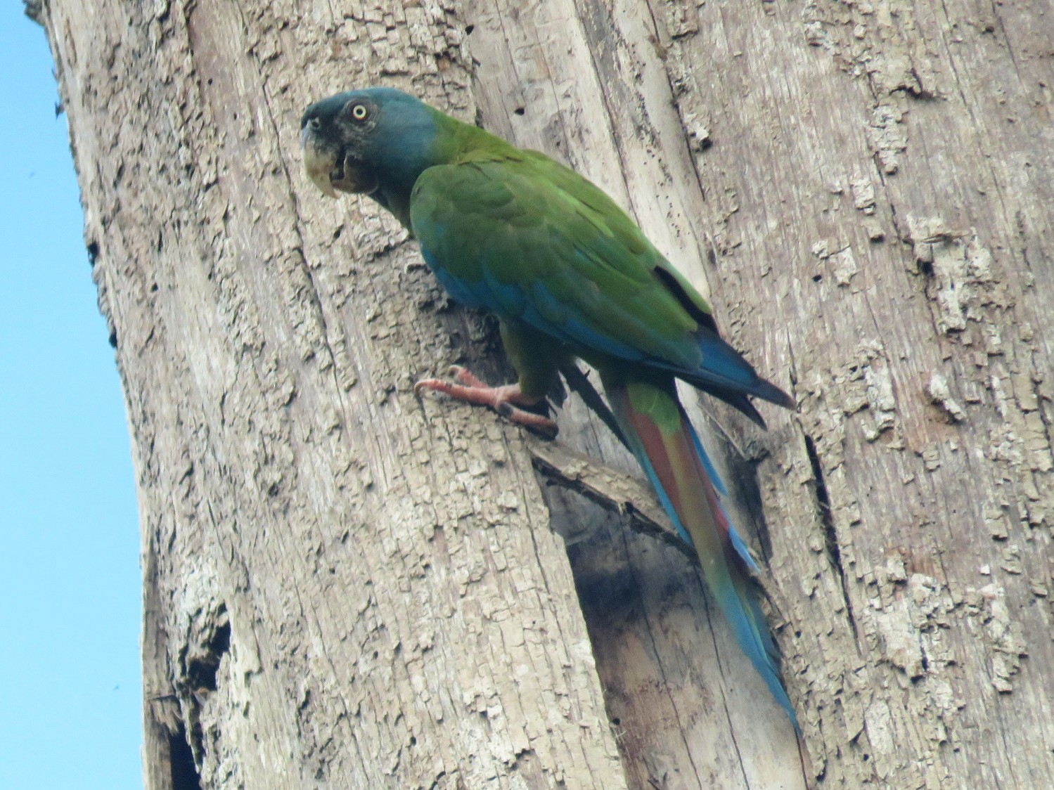 Blue-headed Macaw - Ian McMahon