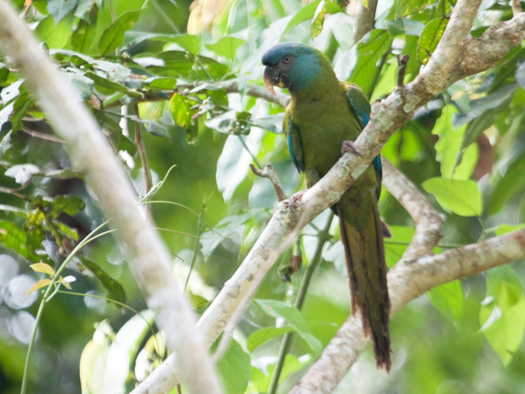 Blue-headed Macaw - Will Sweet