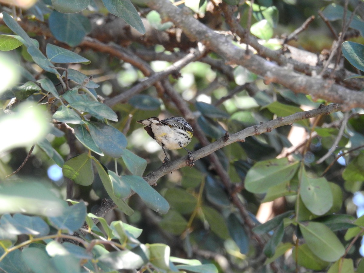 Cape May x Yellow-rumped Warbler (hybrid) - Chuck Schussman
