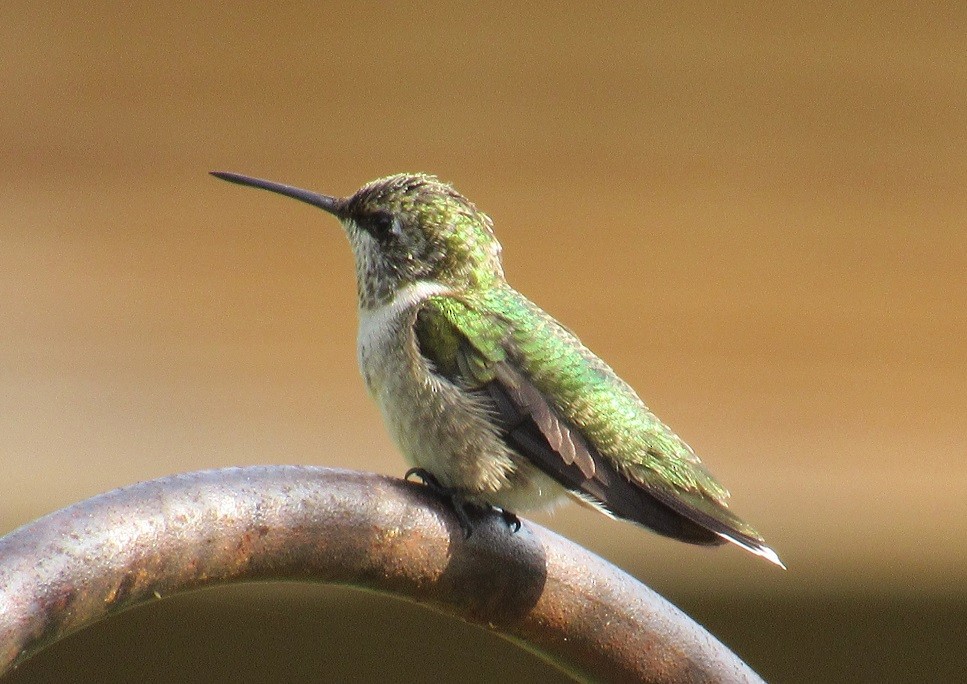 Ruby-throated Hummingbird - John Manger