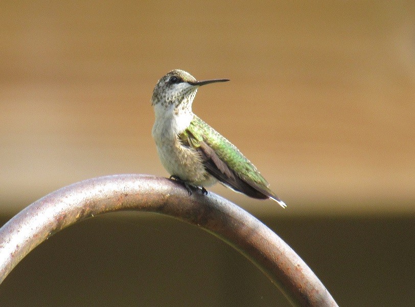 Ruby-throated Hummingbird - ML172650521
