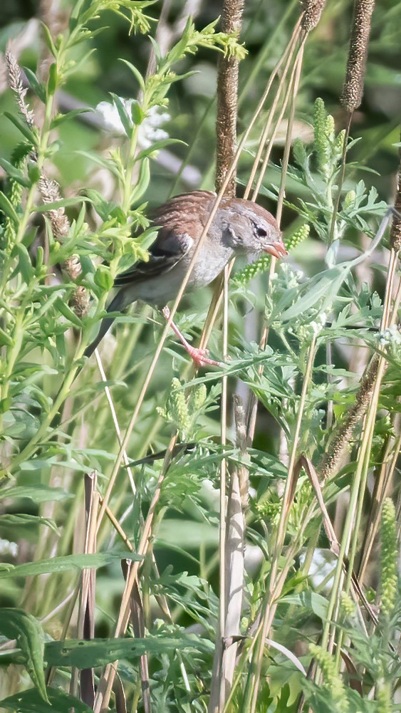 Field Sparrow - ML172656451