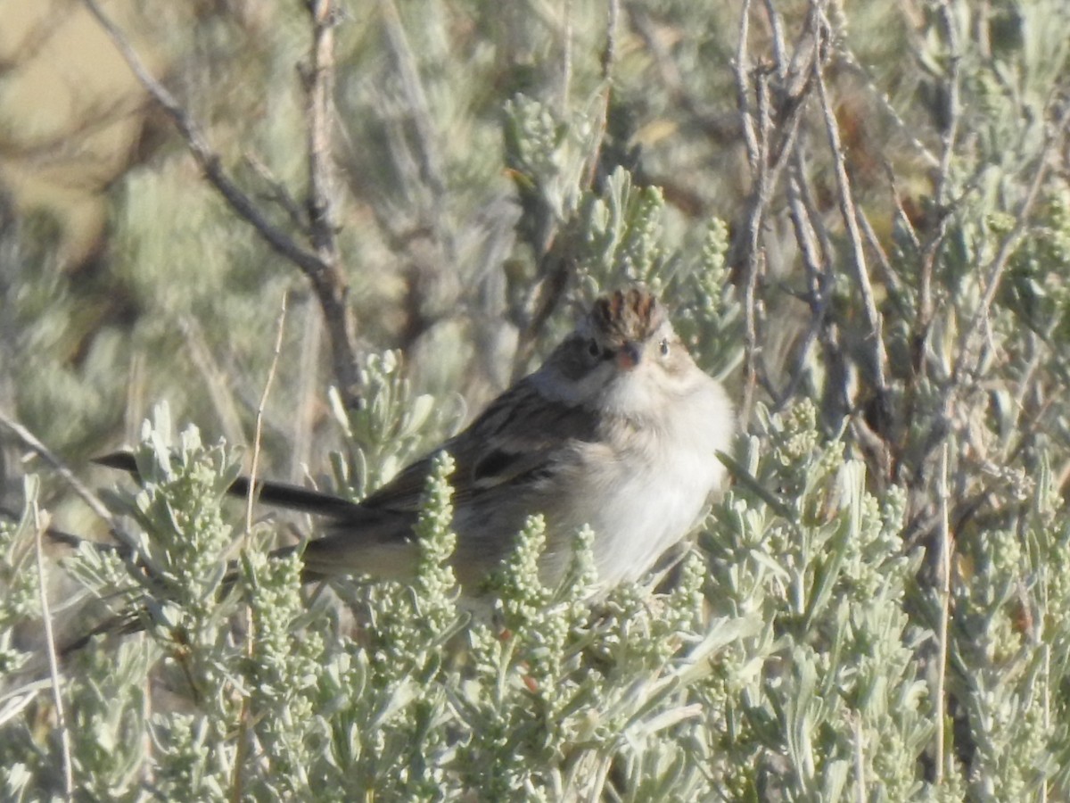 Clay-colored Sparrow - ML172662541