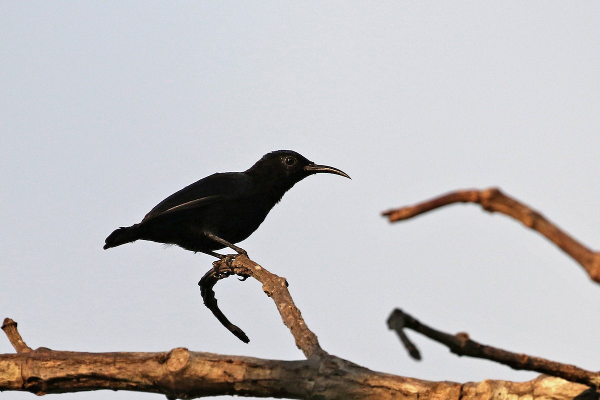 Black Sunbird - Charley Hesse TROPICAL BIRDING