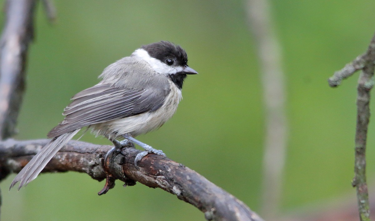 Carolina Chickadee ML172663001