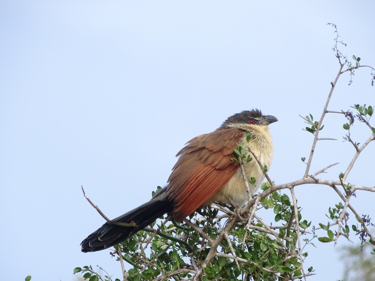 White-browed Coucal (Burchell's) - ML172665681