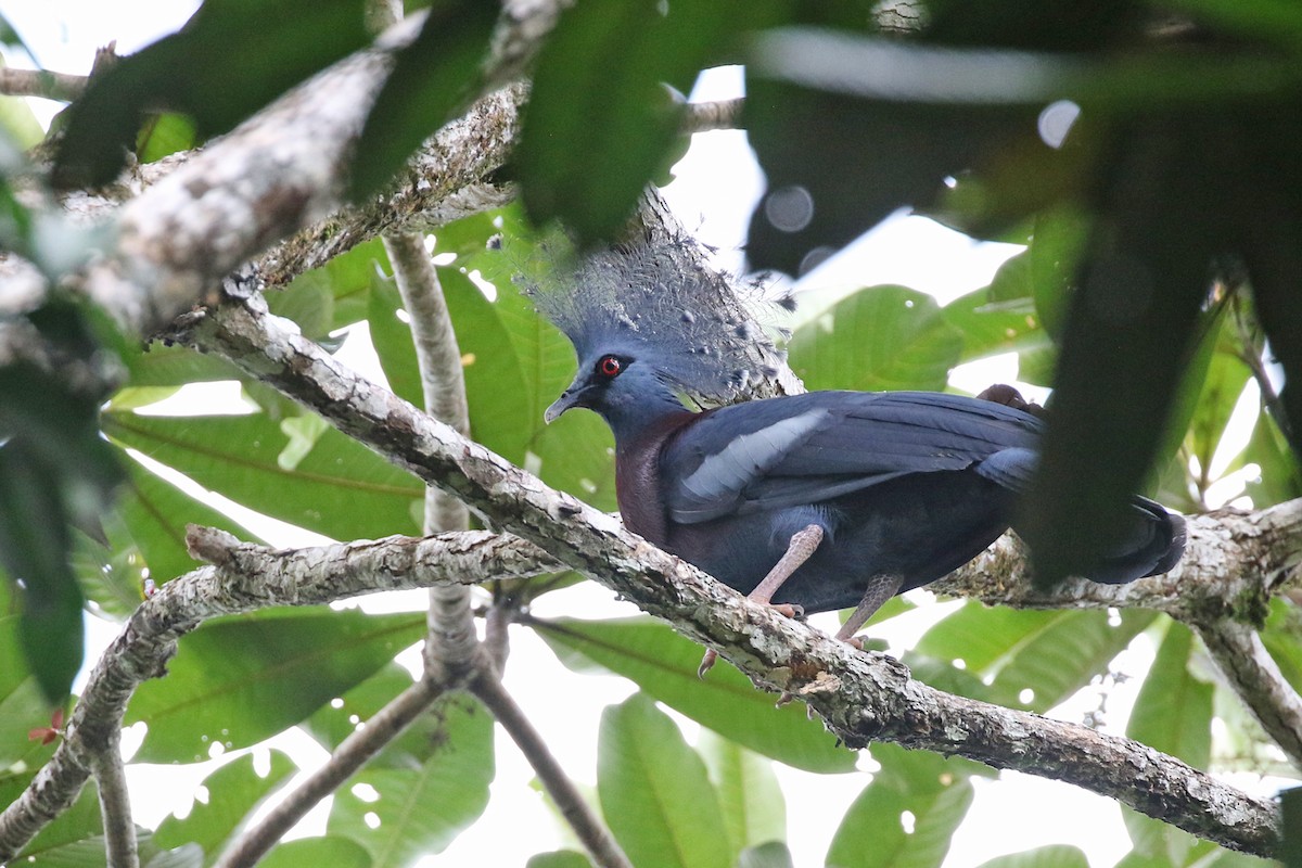 Victoria Crowned-Pigeon - Charley Hesse TROPICAL BIRDING