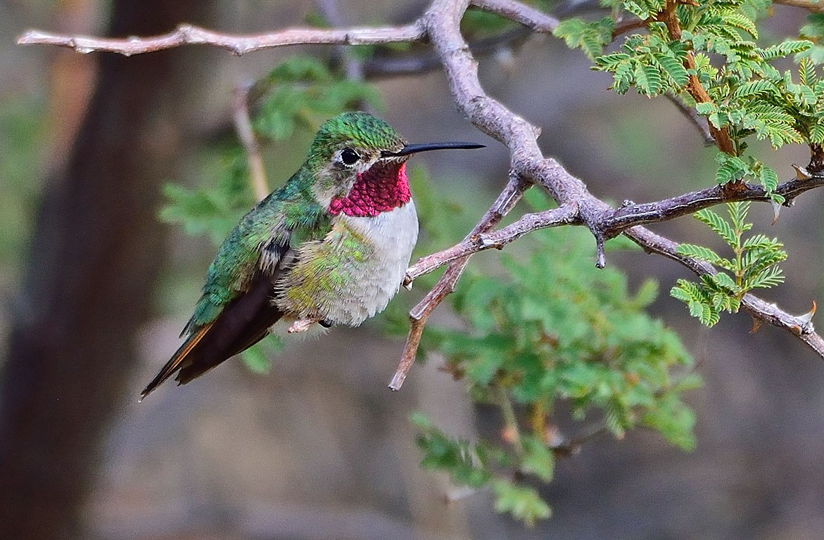 Broad-tailed Hummingbird - Ad Konings