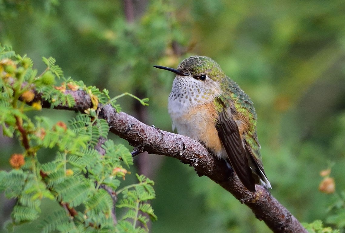 Calliope Hummingbird - Ad Konings