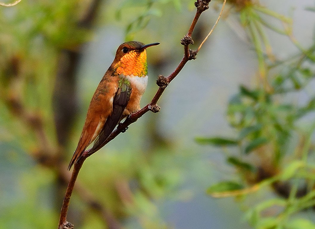 Rufous Hummingbird - Ad Konings
