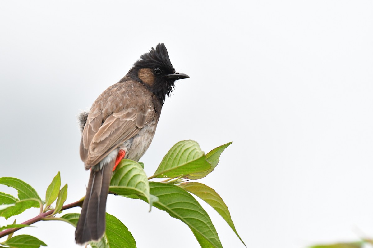 Red-vented Bulbul - ML172672841