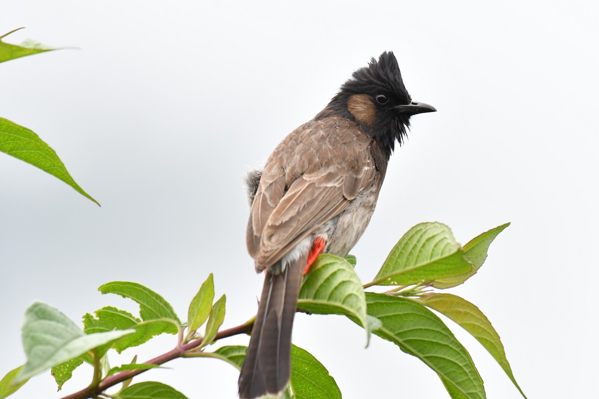 Red-vented Bulbul - ML172672861