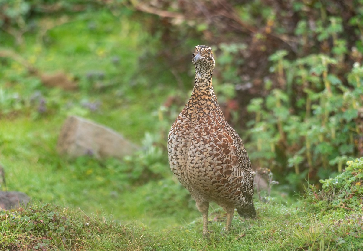 Moorland Francolin - Forest Botial-Jarvis