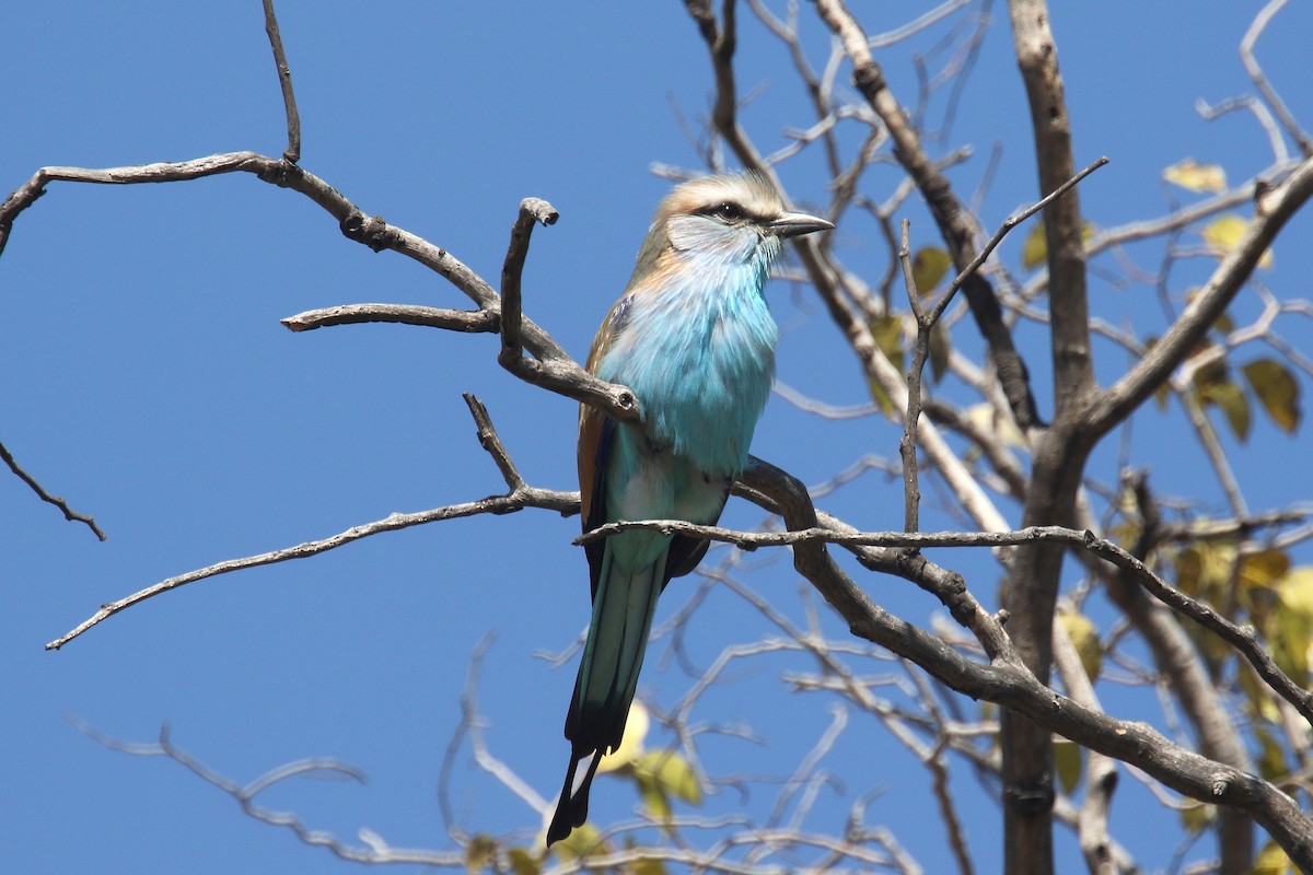 Racket-tailed Roller - ML172678381