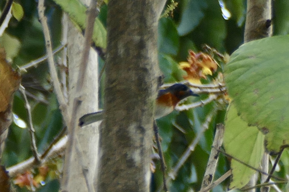 White-tailed Monarch - ML172678571