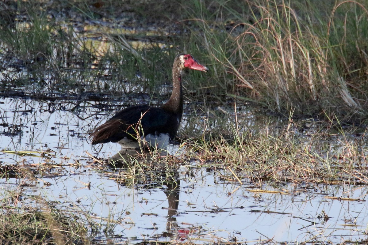 Spur-winged Goose - ML172681781