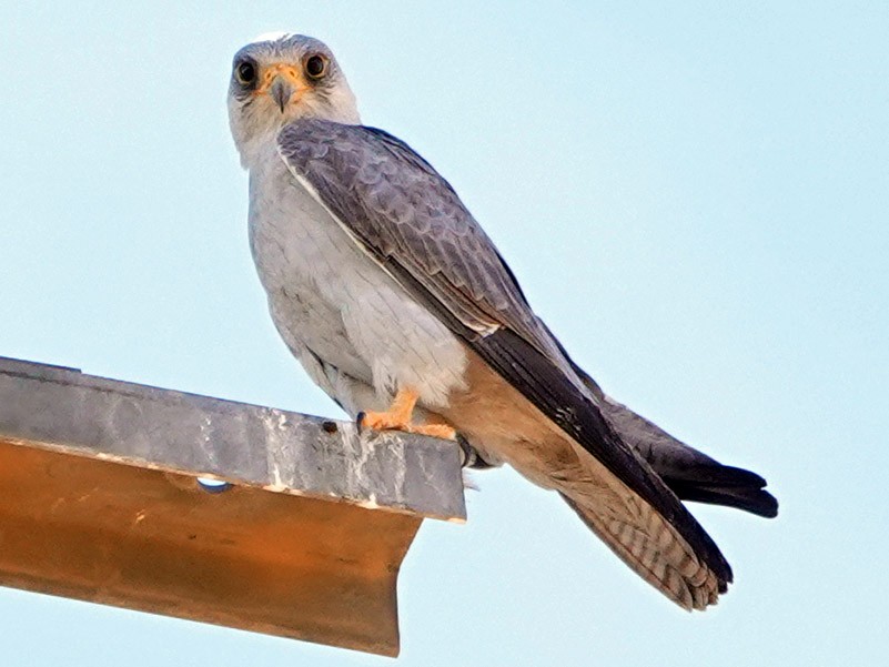 Gray Falcon - Roksana and Terry