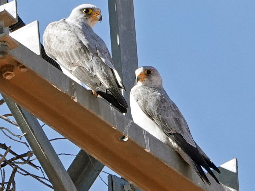 Gray Falcon - Roksana and Terry