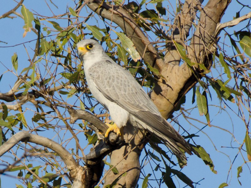 falcon white grey