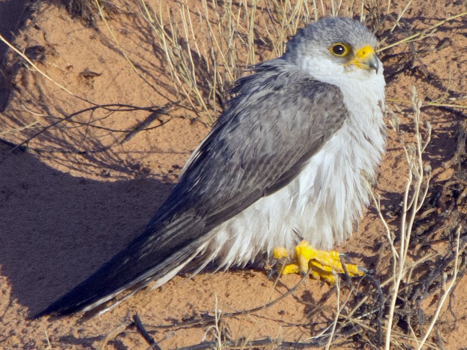 Gray Falcon - Owen Lishmund