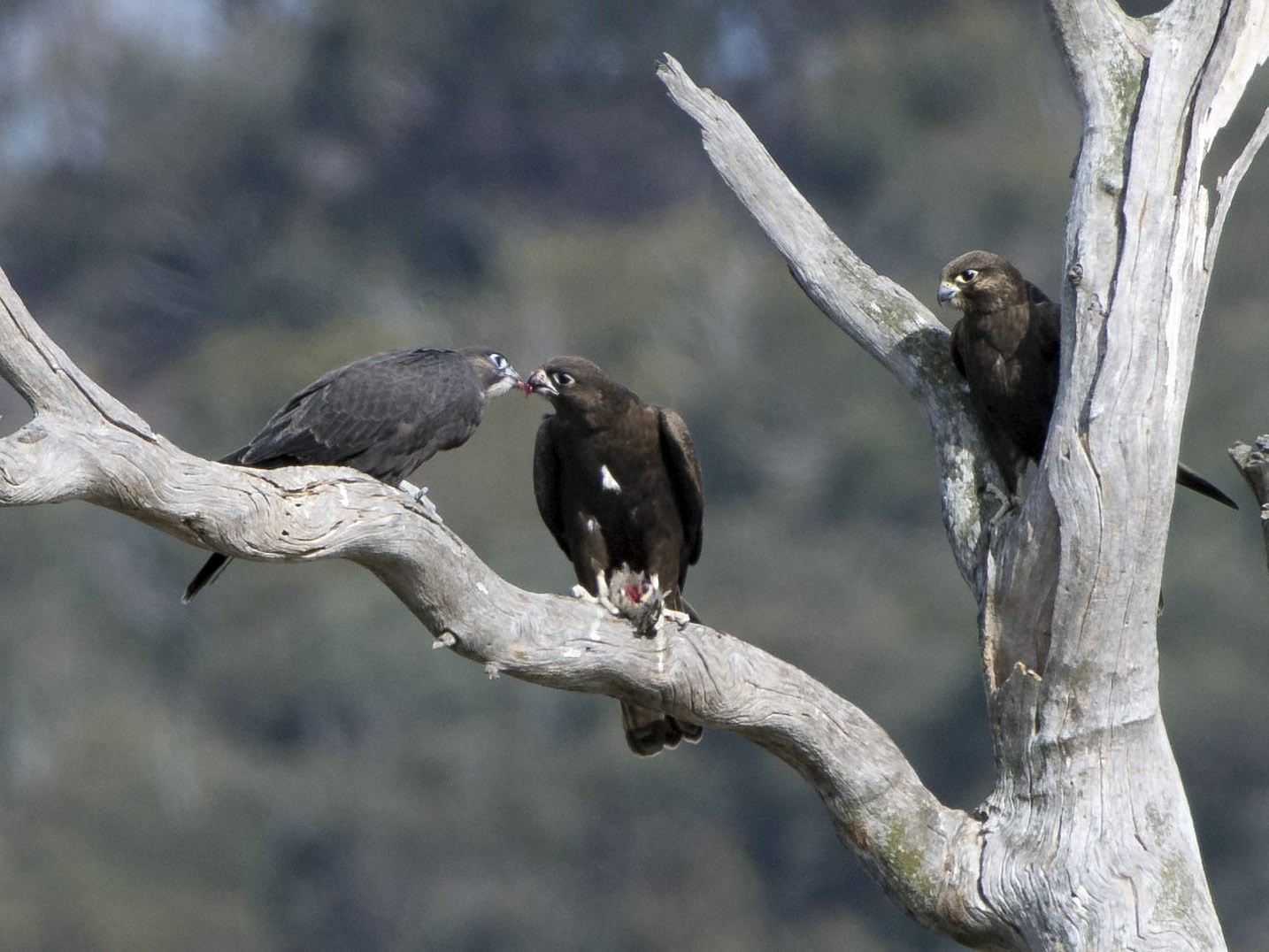 Black Falcon - Falco subniger medium-large falcon endemic to Australia,  mainland states and territories, uniform dark brown to sooty black color,  perching and flying dark bird Stock Photo