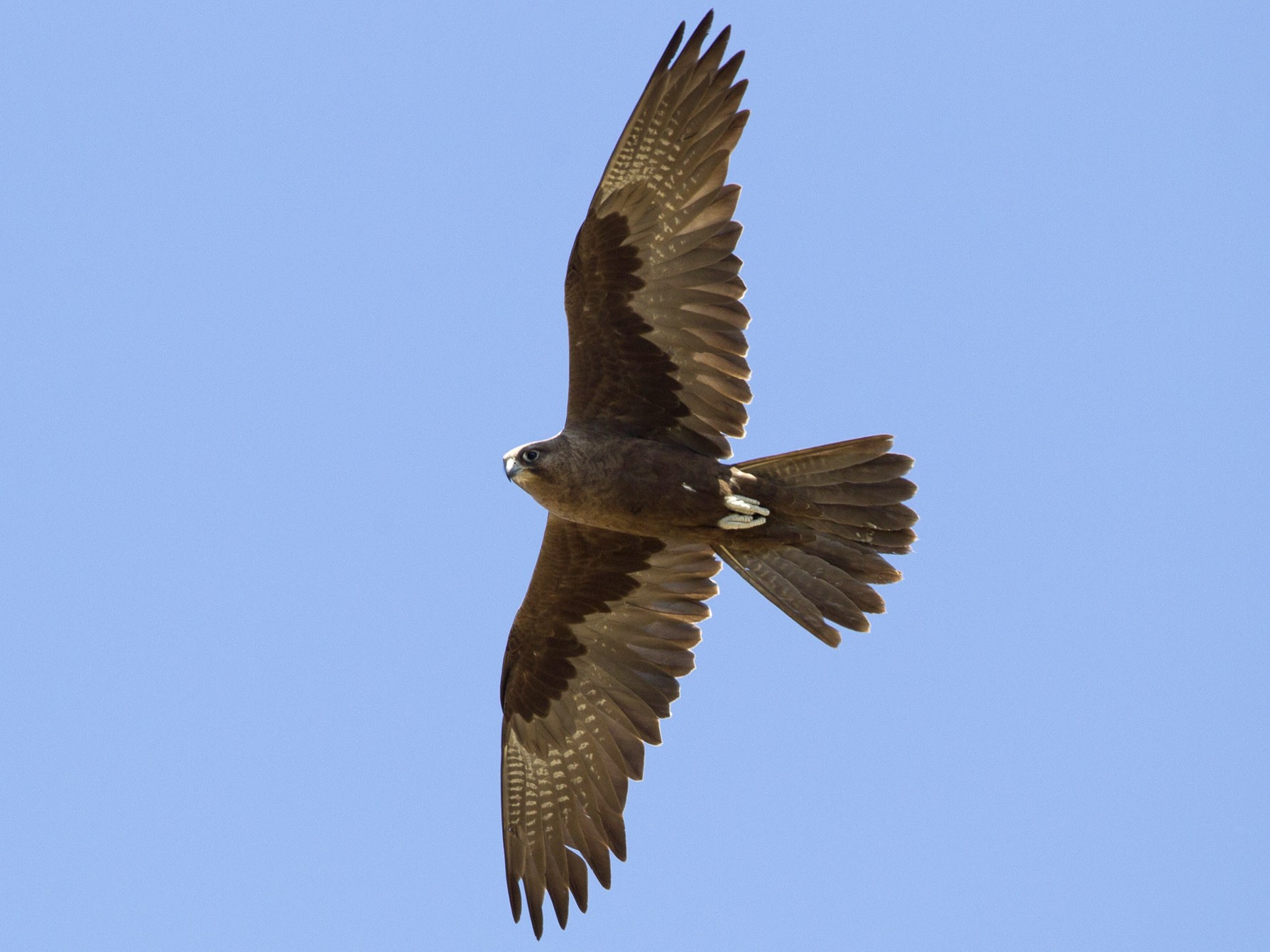 Black Falcon - eBird