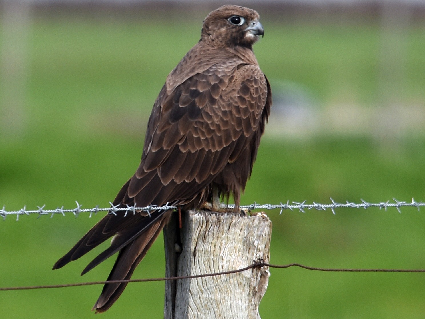 Black Falcon - Michael Fuhrer