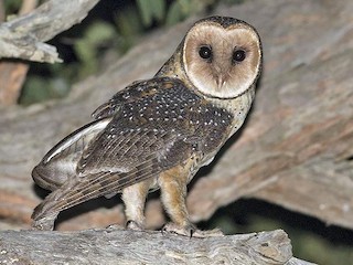 オオメンフクロウ - eBird